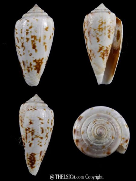 Floraconus anemone anemone 38,2 mm Gem-0