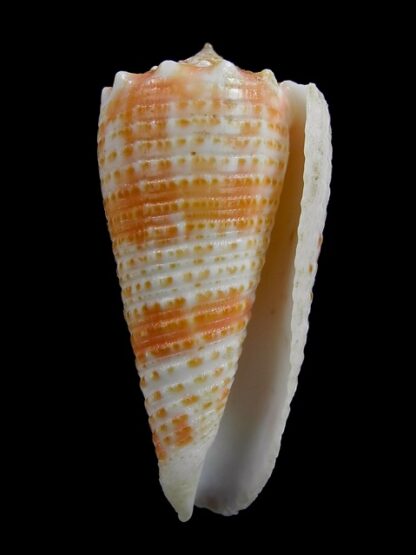 Fulgiconus marielae 40,7 mm Gem-16623