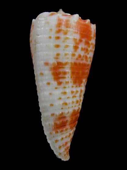 Fulgiconus marielae 40,7 mm Gem-16619