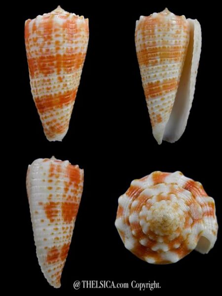 Fulgiconus marielae 40,7 mm Gem-0