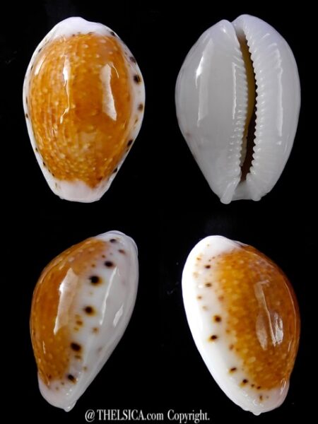 Naria cernica leforti ..GIANT.. 32,3 mm Gem-0