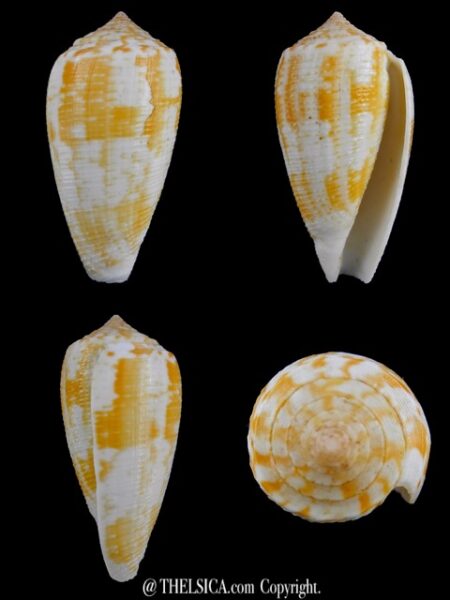 Pionoconus arafurensis 43,8 mm F+++/Gem-0