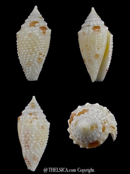 Rolaniconus suduirauti 16,4 mm Gem-0