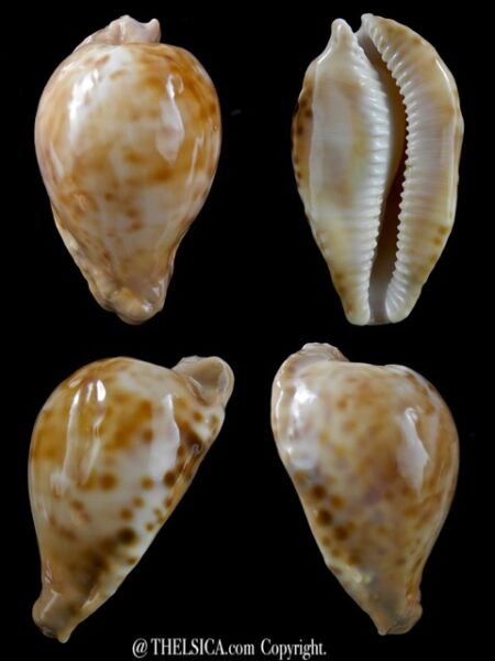 Umbilia capricornica " Dark colour" 66,7 mm Gem-0