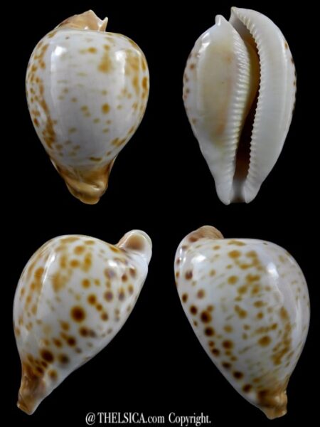 Umbilia oriettae ... BIG SIZE.... 76,1 mm Gem-0