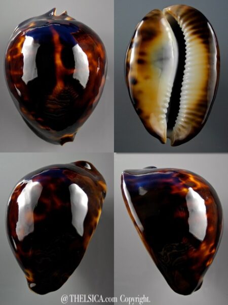 Zoila thersites black 73,3 mm Gem-0
