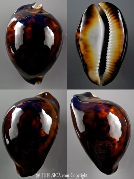 Zoila thersites black 73,8 mm Gem-0