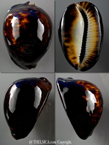 Zoila thersites black 74 mm Gem-0