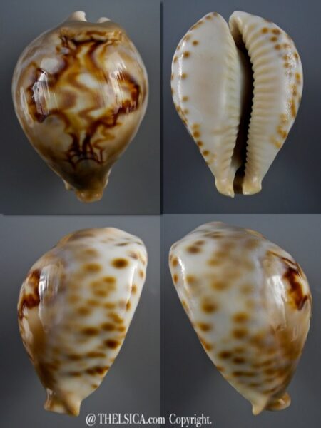 Afrozoila fultoni massieri 62,8 mm Gem-0