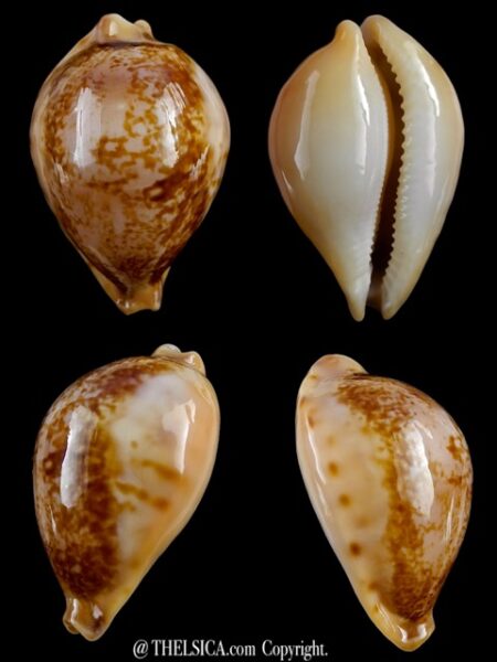 Austrasiatica hirasei 43,2 mm Gem-0