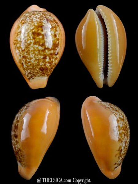 Austrasiatica langfordi 55.1 mm Gem-0
