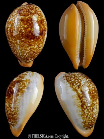 Austrasiatica langfordi moretonensis 65,7 mm Gem-0
