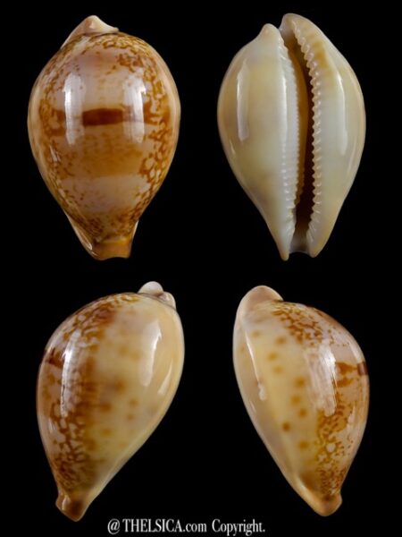 Austrasiatica hirasei 42,2 mm Gem-0