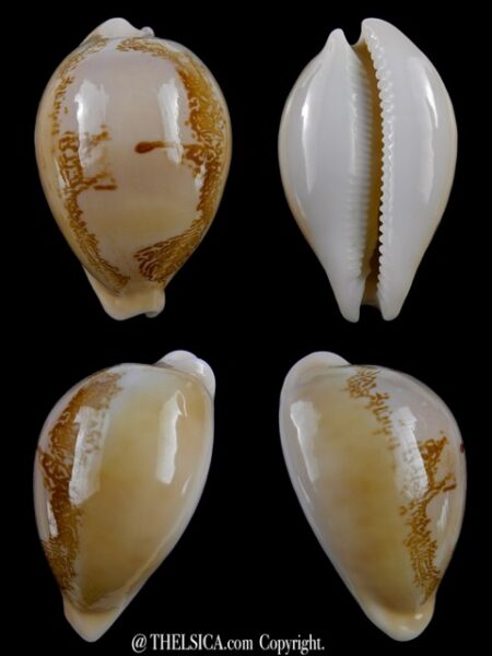 Austrasiatica sakuraii 47,5 mm Gem-0