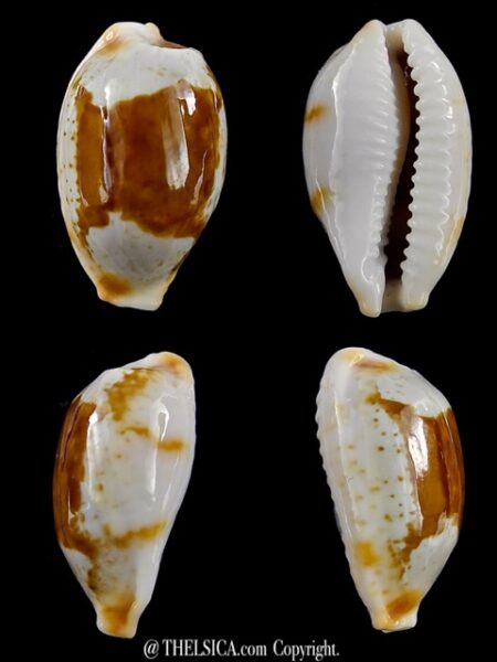 Bistolida brevidentata fluctuans 21,8 mm Gem-0