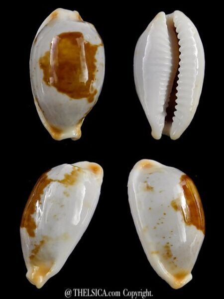 Bistolida brevidentata fluctuans 23,1 mm Gem-0