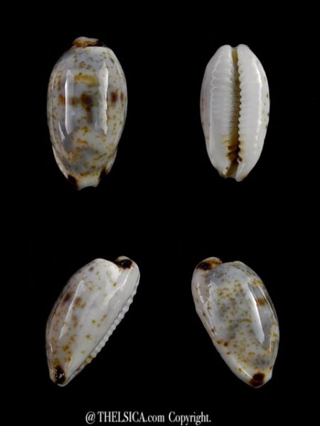 Bistolida kieneri depriesteri N&R 17,2 mm Gem-0