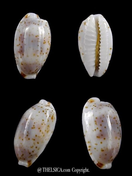 Bistolida nanostraca 12,5 mm Gem-0