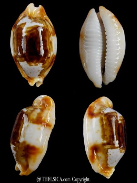 Bistolida stolida crossei N&R 29,2 mm Gem-0