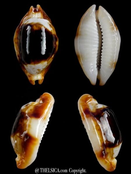 Bistolida stolida crossei N&R 30,6 mm Gem-0