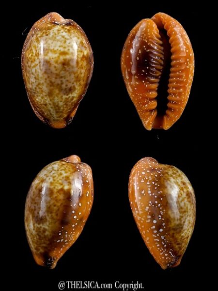 Contradusta bregeriana bregeriana 22,5 mm Gem-0