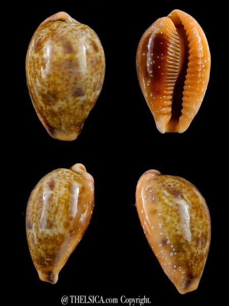 Contradusta bregeriana bregeriana 24 mm Gem-0