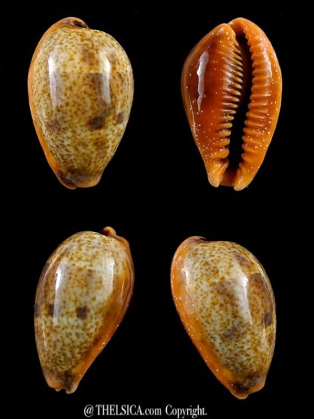 Contradusta bregeriana bregeriana 25,9 mm Gem-0