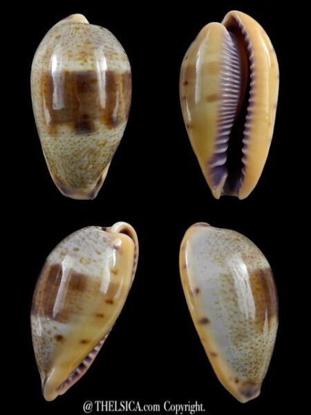Contradusta walkeri surabajensis ..GIANT... 34,2 mm Gem-0