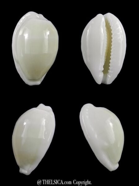 Cribrarula cribraria melwardi 21,6 mm Gem-0