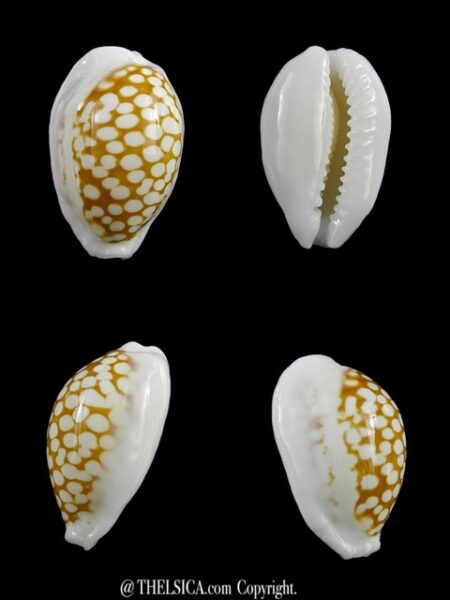 Cribrarula cribraria melwardi 21,7 mm Gem-0