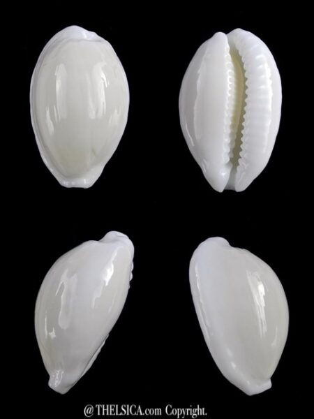 Cribrarula cribraria melwardi 22,8 mm Gem-0