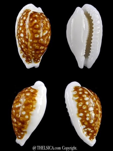 Cribrarula cribraria zadela N&R 22,5 mm Gem-0