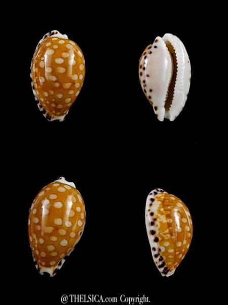 Cribrarula astaryi 17,7 mm Gem-0