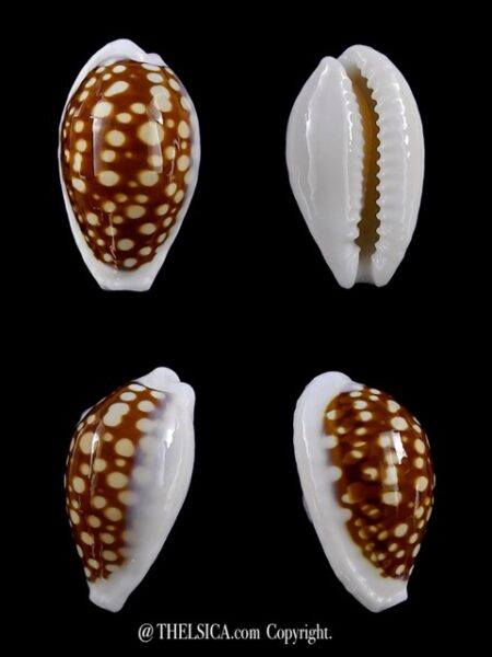 Cribrarula exmouthensis exmouthensis 22,4 mm Gem-0