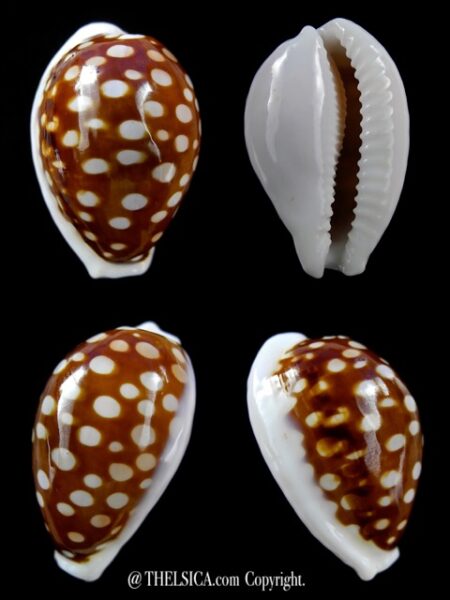 Cribrarula exmouthensis rottnestensis 31,2 mm Gem-0