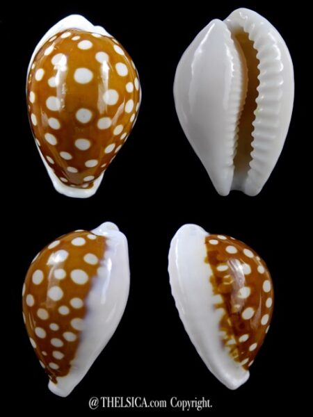 Cribrarula exmouthensis rottnestensis 31,3 mm Gem-0