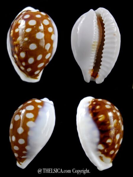 Cribrarula exmouthensis rottnestensis 32 mm F+++/Gem-0
