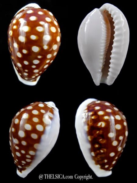 Cribrarula exmouthensis rottnestensis 33,1 mm Gem-0