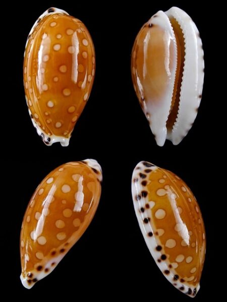 Cribrarula cumingii cleopatra " Geant " 26.05 mm Gem-0