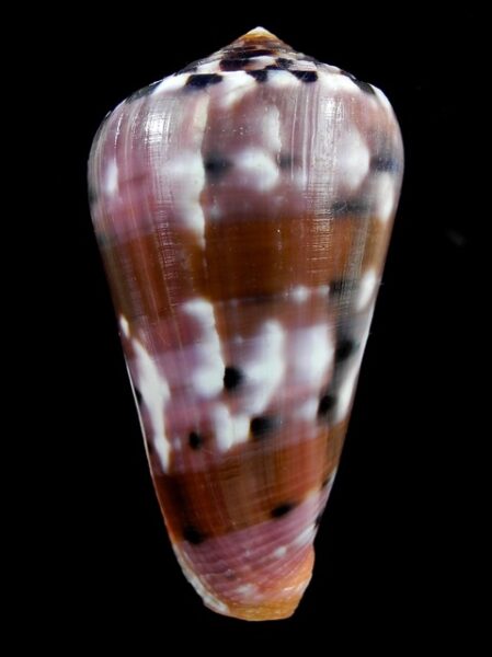 Conus gauguini 70,9 mm Gem-0