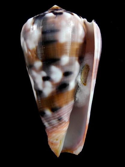 Conus gauguini 70,9 mm Gem-17059
