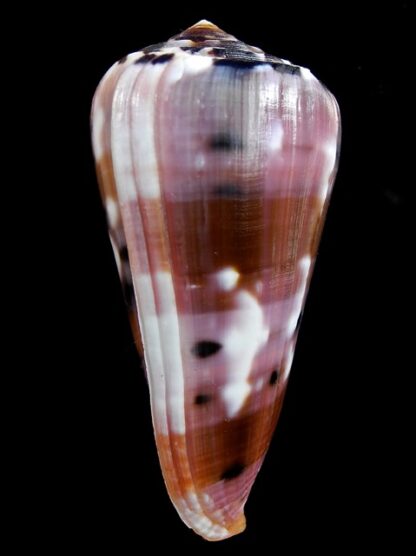 Conus gauguini 70,9 mm Gem-17061
