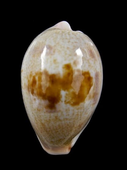 Cypraea subviridis dorsalis ..GIANT.....38,3 mm Gem-16743