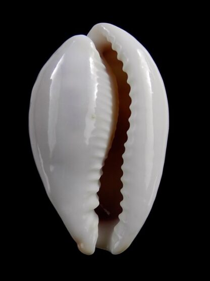 Cypraea subviridis dorsalis ..GIANT.....38,3 mm Gem-16742