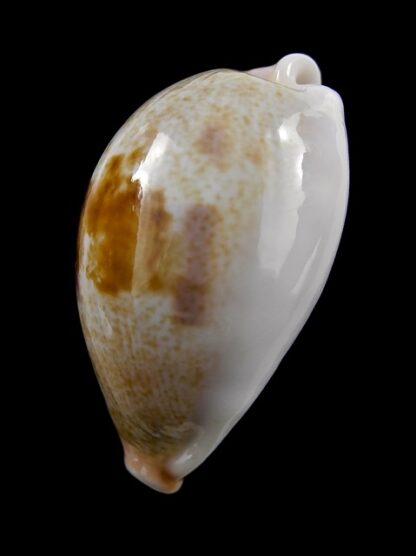 Cypraea subviridis dorsalis ..GIANT.....38,3 mm Gem-16745