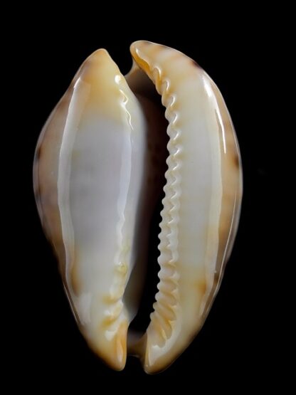 Zoila venusta episema sorrentensis 60,9 mm Gem-16769