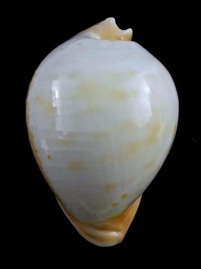 Umbilia armeniaca ..white.. 84,5 mm Gem-16804