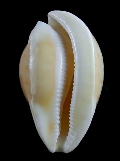 Umbilia armeniaca ..white.. 84,5 mm Gem-16808