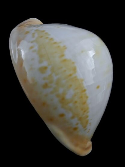 Umbilia armeniaca ..white.. 84,5 mm Gem-16805