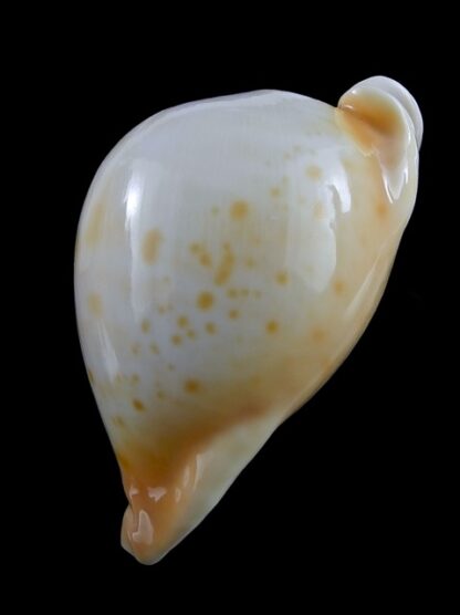 Umbilia armeniaca ..white.. 84,5 mm Gem-16807